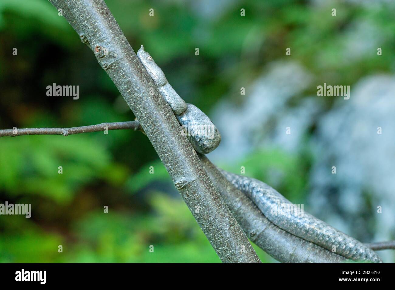 Un víbora de cuernos en un árbol de la montaña Velebit, Croacia Foto de stock