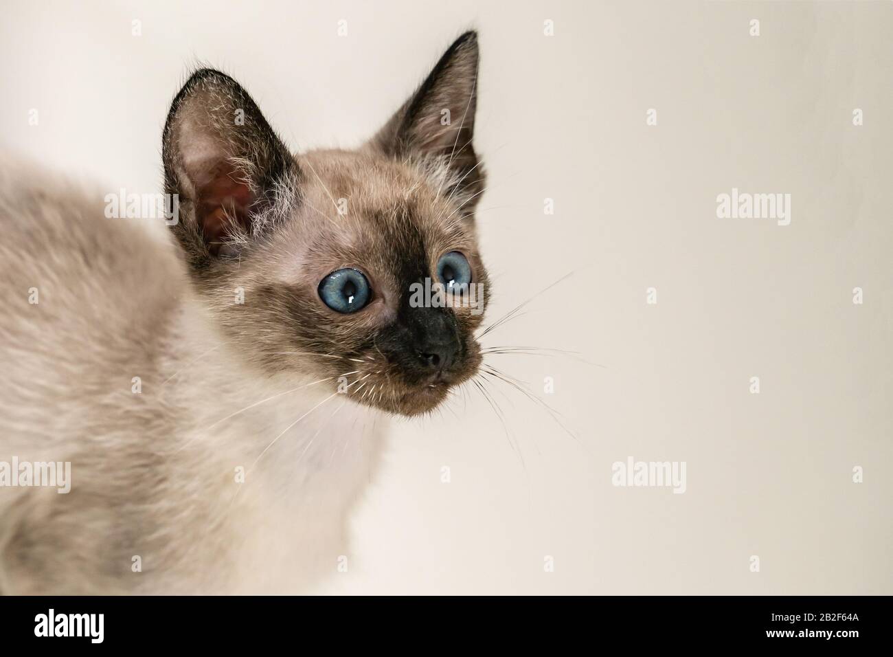 Prebred 8 semanas pequeño gatito siamés. Retrato de gato tailandés con ojos  azules sobre fondo blanco. Los conceptos de las mascotas juegan escondiendo  Fotografía de stock - Alamy