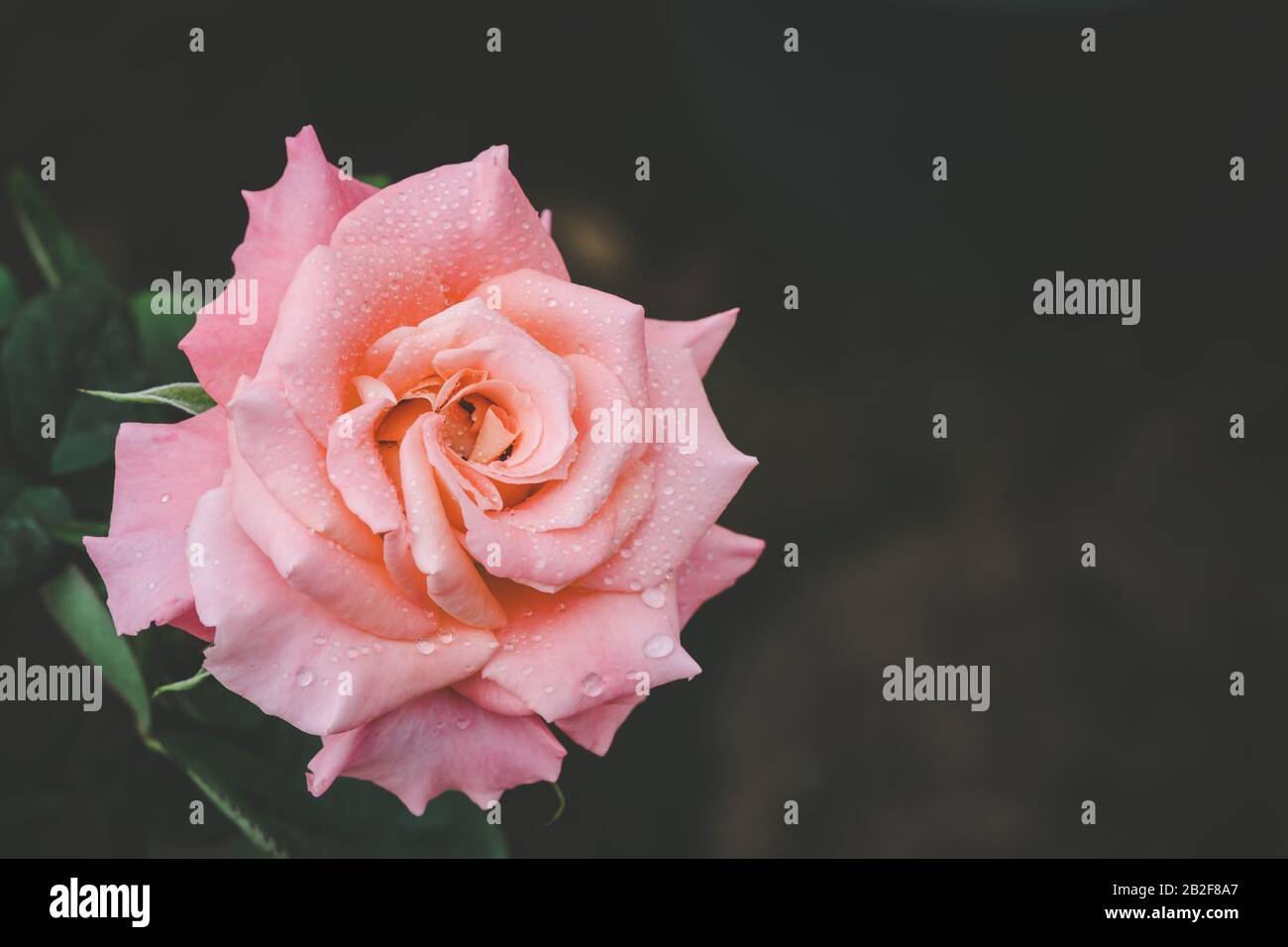 Macro rosa flor rosa en el jardín. Decoración de hogar al aire libre y concepto de jardinería Foto de stock