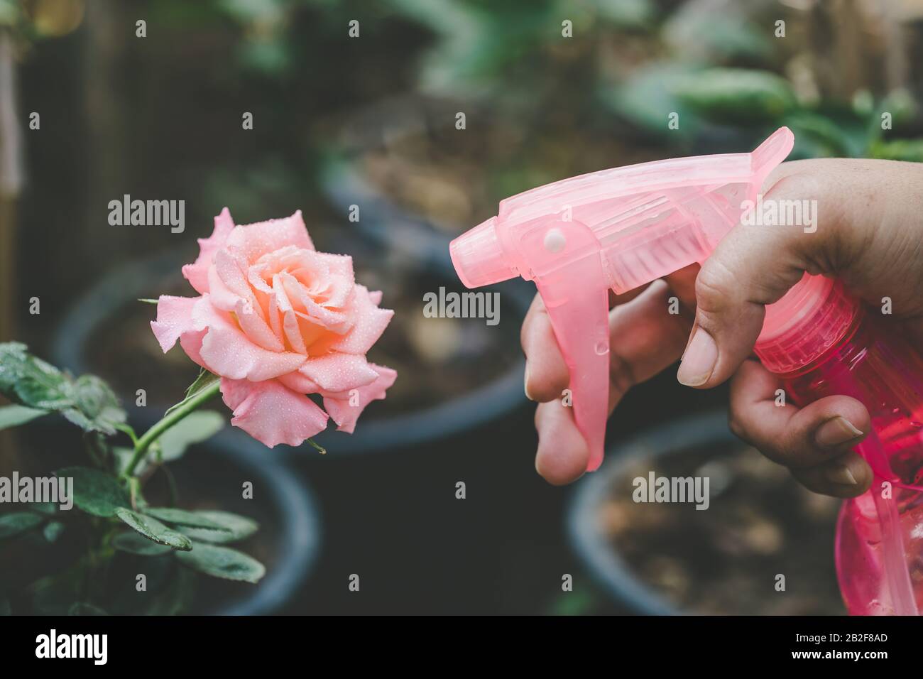 Cerrar la mano sosteniendo la botella de agua y rociar a rosa flor rosa en el jardín. Concepto de jardinería en el hogar Foto de stock
