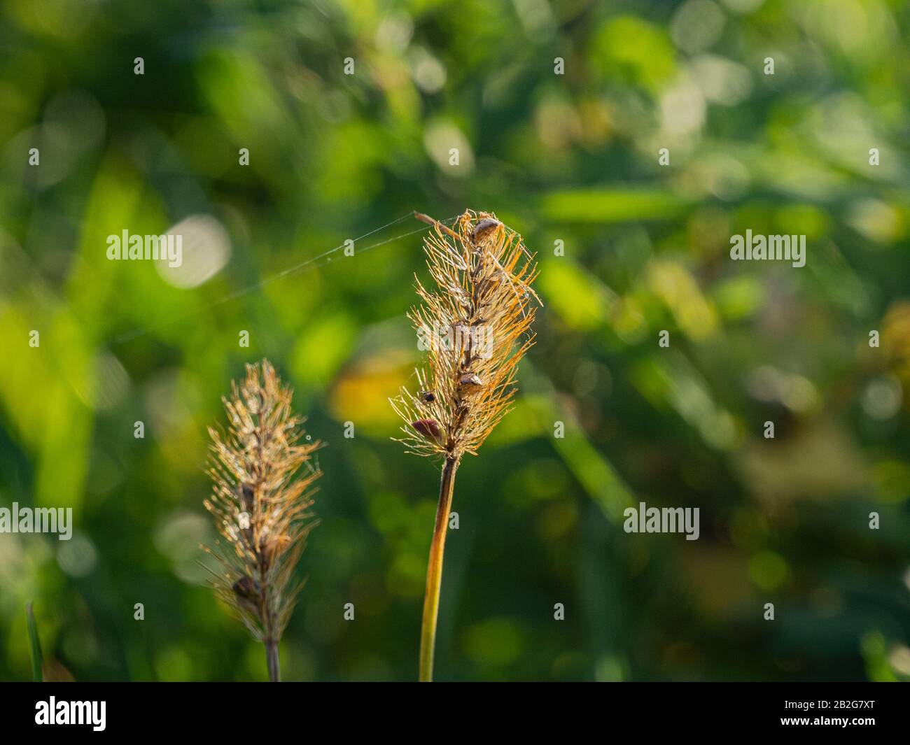 Primer plano de una hierba amarilla bajo el sol Foto de stock