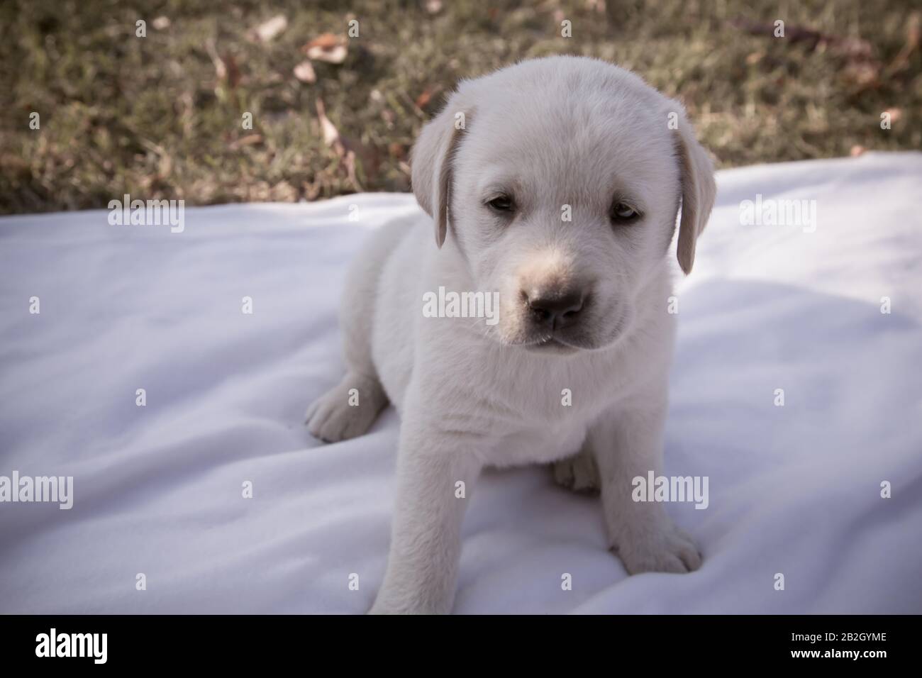 Cachorro pequeño labrador sentado en una sábana blanca / Beige purebred  perro recién nacido está jugando en el patio trasero Fotografía de stock -  Alamy