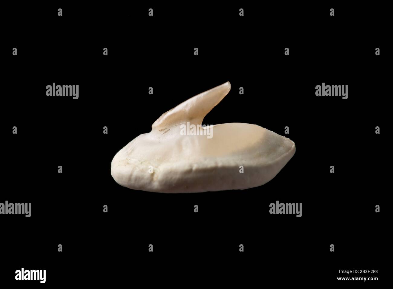La espina y la placa basal de la piel dorsal de un rayo toracozino, Raja clavata, capturado en el Canal de la Mancha. El lado dorsal y las colas del th maduro Foto de stock