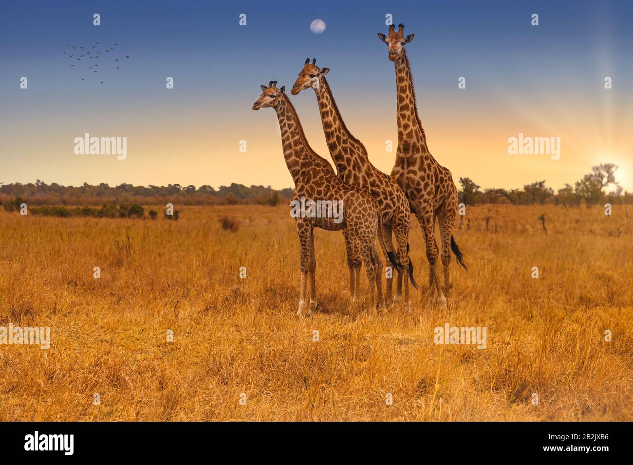 Tres Giraffes de pie lado a lado - Parque Nacional Kruger, Sudáfrica Foto de stock