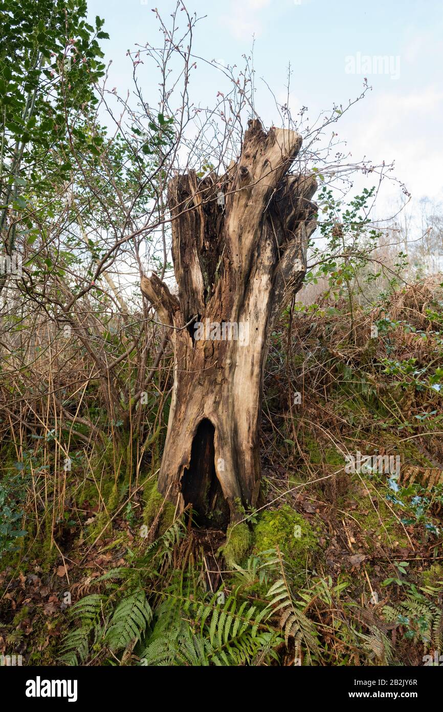 Tronco de árbol viejo hueco con nuevo árbol que crece de él Fotografía de  stock - Alamy