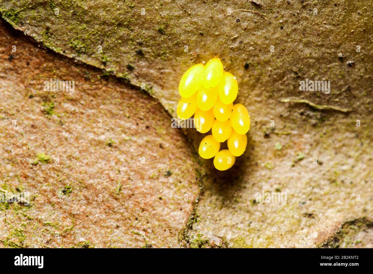 Huevos amarillos de insectos fotografías e imágenes de alta resolución
