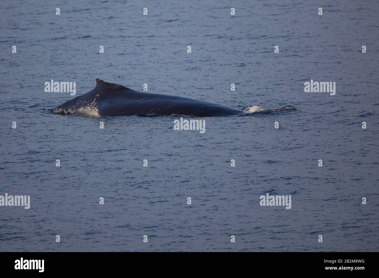 Ballena jorobada del norte, Spitsbergen, Noruega. Mamíferos marinos del Ártico, viajando por todo el mundo. Foto de stock