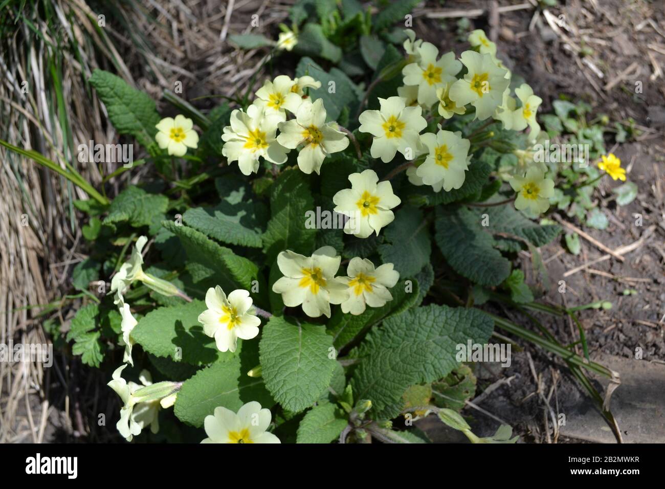 Primrose Silvestre En El Distrito De Los Lagos Foto de stock