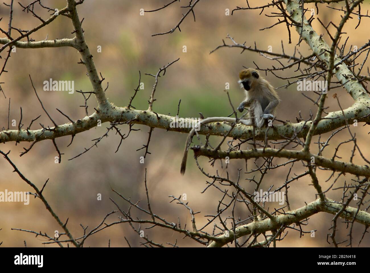 Un mono juvenil de Vervet Azul observando el suelo desde su punto de observación Foto de stock