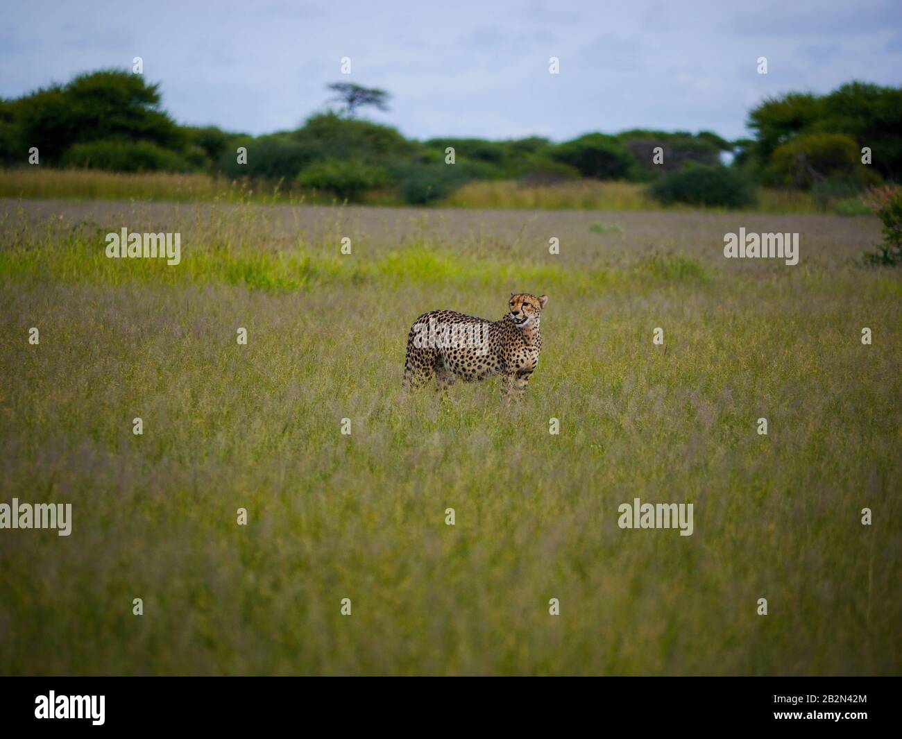 La mamá de Cheetah (Acinonyx jubatus) camina por las llanuras del Nxai Pan Nationalpark y mira hacia atrás mientras espera a sus jóvenes Foto de stock