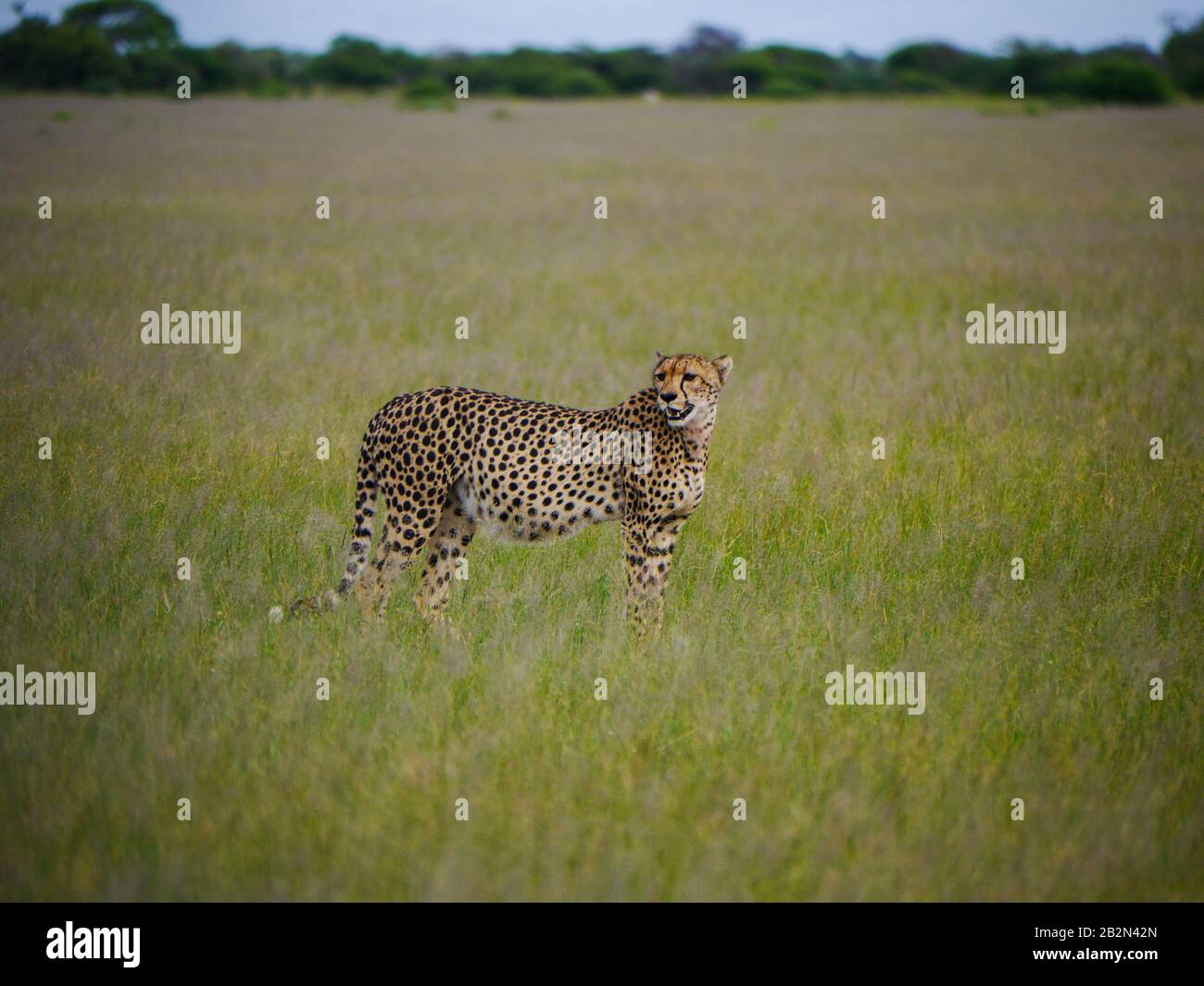 Cerca de una mamá de guepardo (Acinonyx jubatus) camina por las llanuras del Nxai Pan Nationalpark y mira hacia atrás mientras espera a sus jóvenes Foto de stock