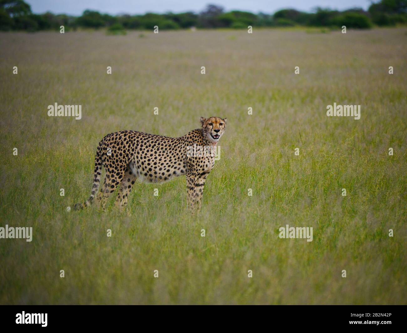 La mamá de Cheetah (Acinonyx jubatus) observa los alrededores mientras espera a sus jóvenes en las llanuras del Nxai Pan Nationalpark Foto de stock
