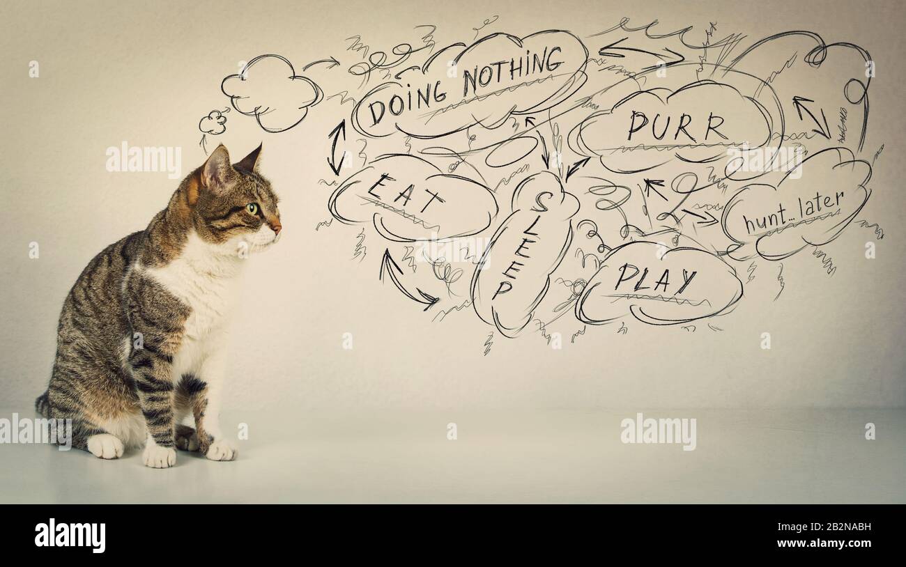 Actividades diarias de planificación de gatos pensativa. Tomcat sentado de longitud completa mirando a un lado establecer metas como croquis sobre fondo gris. Hoy kitten principal pur Foto de stock