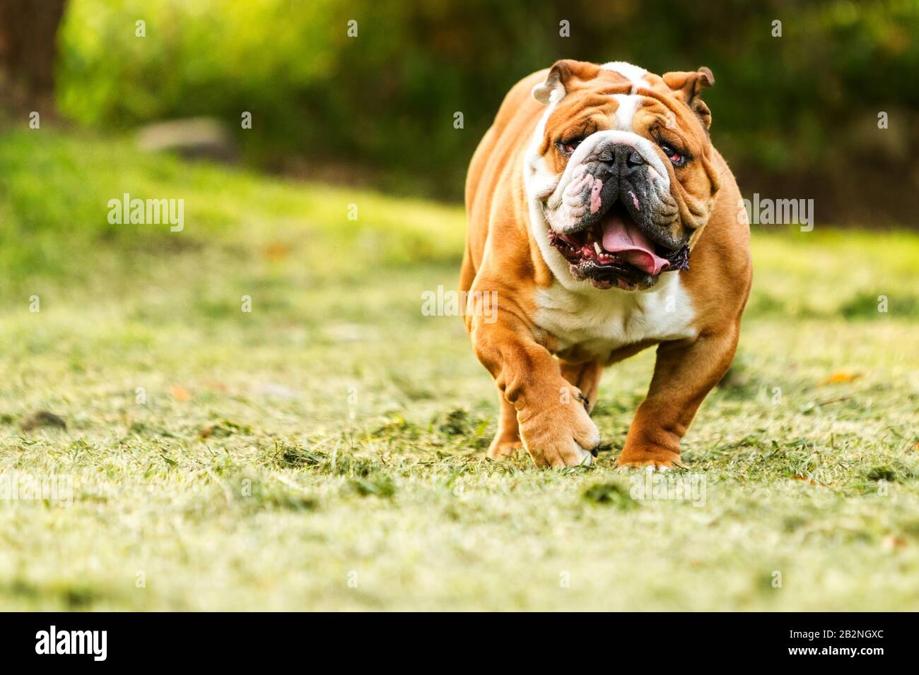 Pura Raza Bulldog Inglés avanza hacia la cámara rostro arrugado Cerrar  Fotografía de stock - Alamy