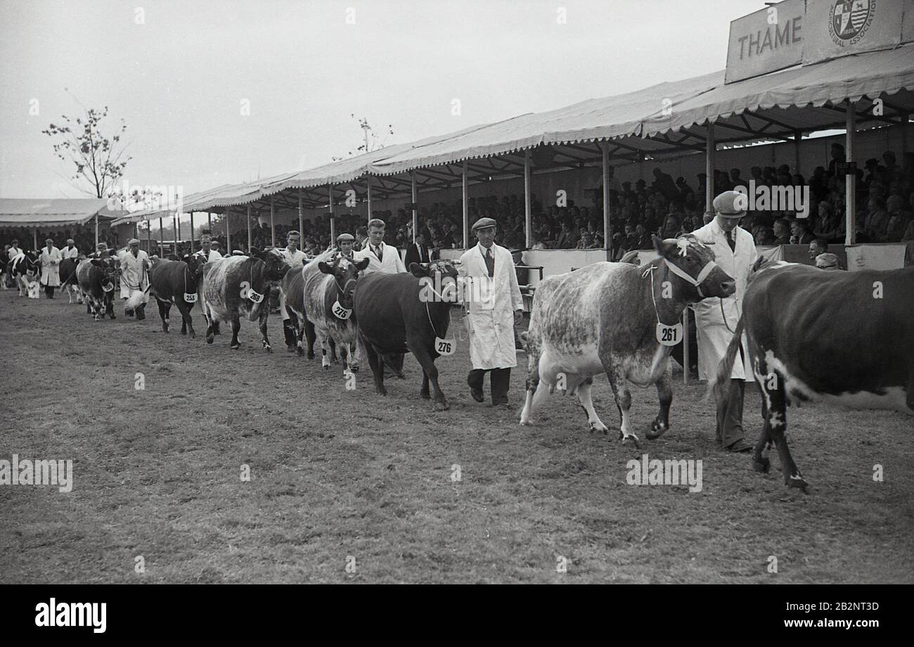 Años 50, histórico, Thame Show, manipuladores con revestimiento blanco que conducen un desfile de ganado ganador de premios, toros, delante de los espectadores sentados en una tribuna cubierta, Foto de stock