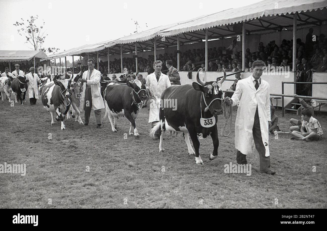 Años 50, histórico, Thame Show, manipuladores con revestimiento blanco que conducen un desfile de ganado ganador de premios, toros, delante de los espectadores sentados en una tribuna cubierta, Foto de stock