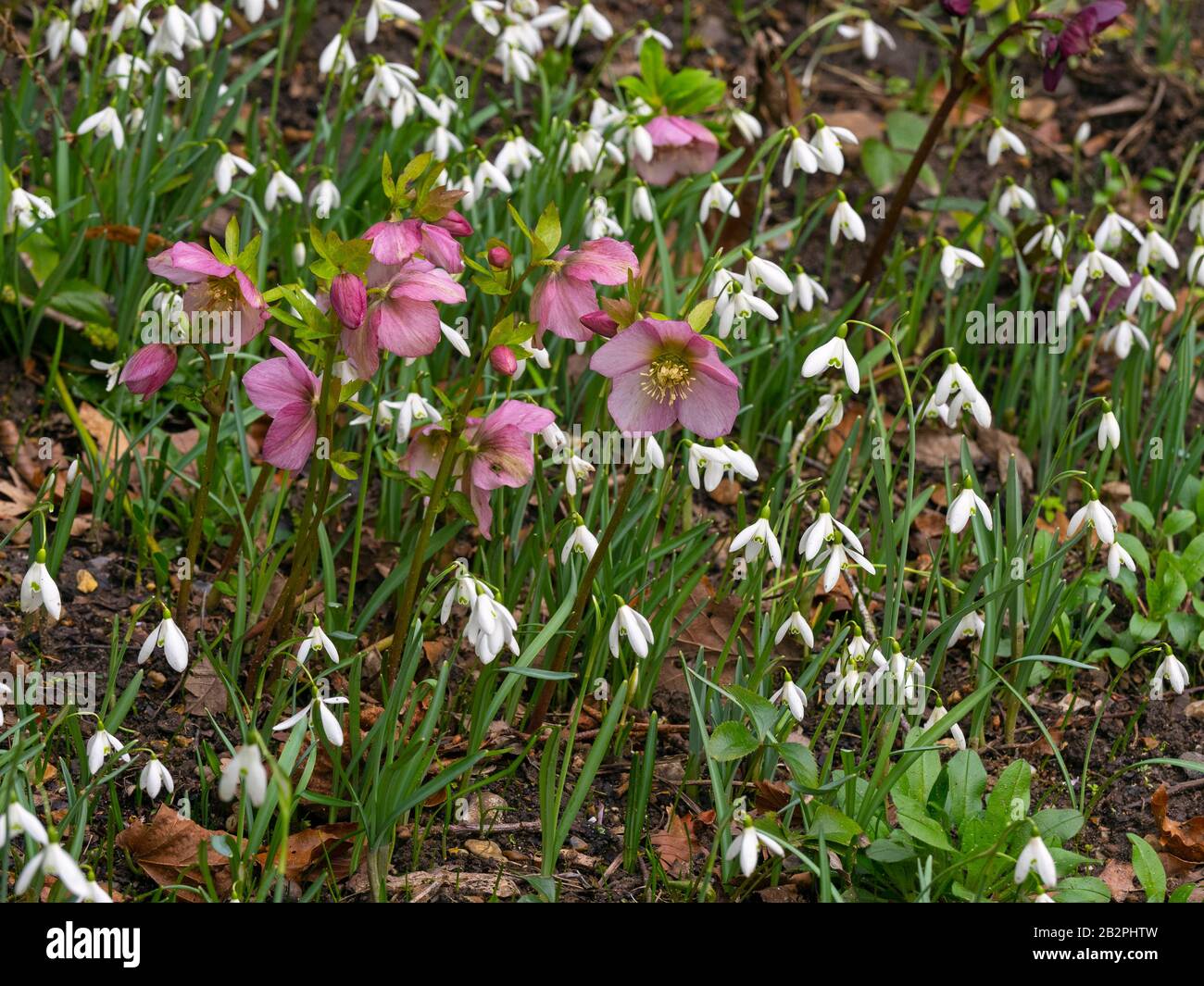 Helleborus purpurascens y gotas de nieve en el jardín de Norfolk Foto de stock