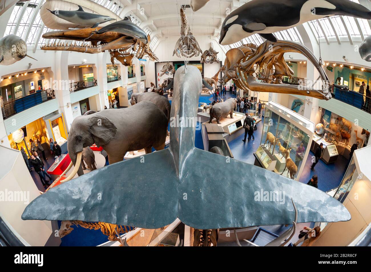 Aleta de cola de un modelo de tamaño real de una ballena azul en el Museo de Historia Natural de Londres, Reino Unido Foto de stock