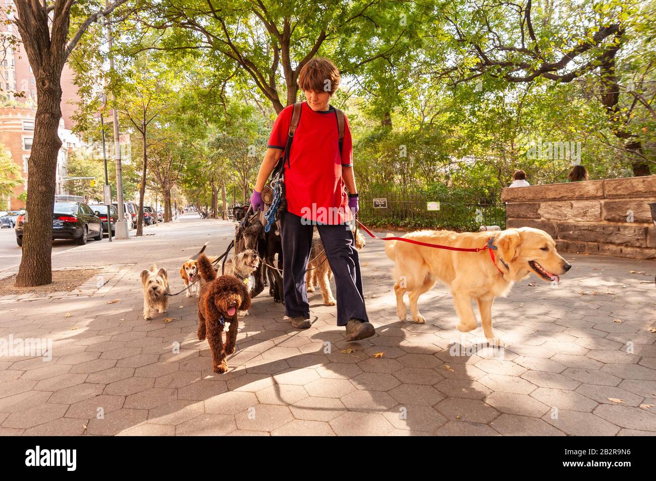 Dog Walker en el Upper West Side, Nueva York, EE.UU. Foto de stock