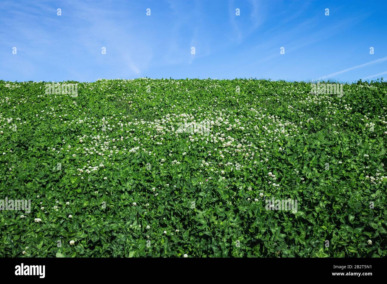Colina verde con flores blancas Foto de stock