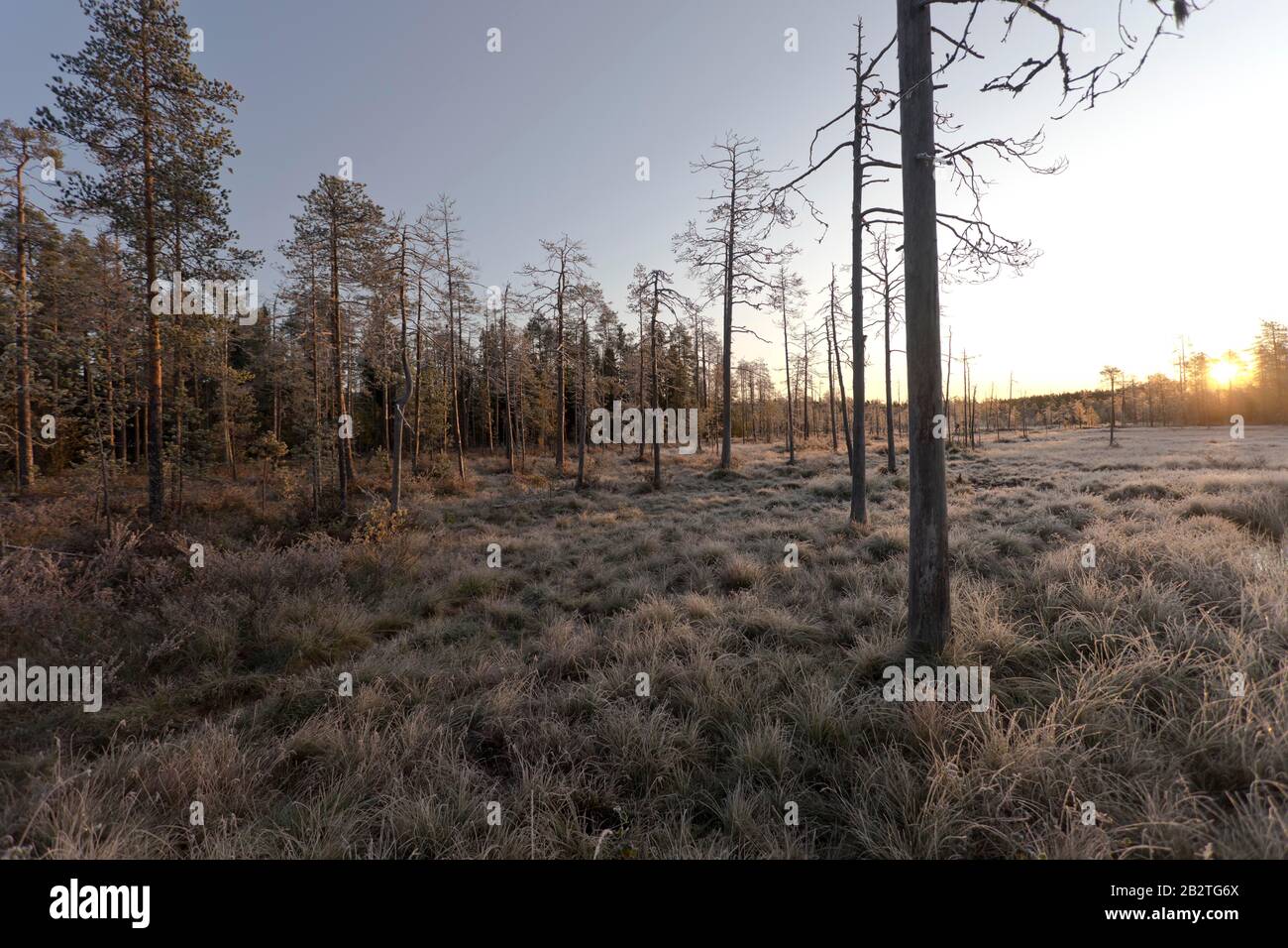 Amanecer en la taiga otoñal finlandesa, Kuhmo, Finlandia Foto de stock