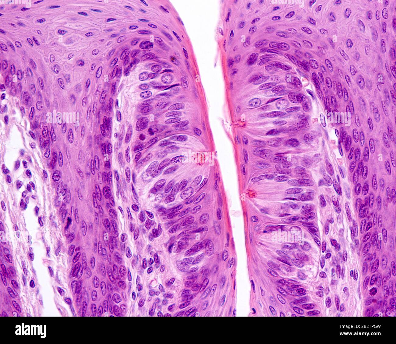 Histologia De Papilas Gustativas