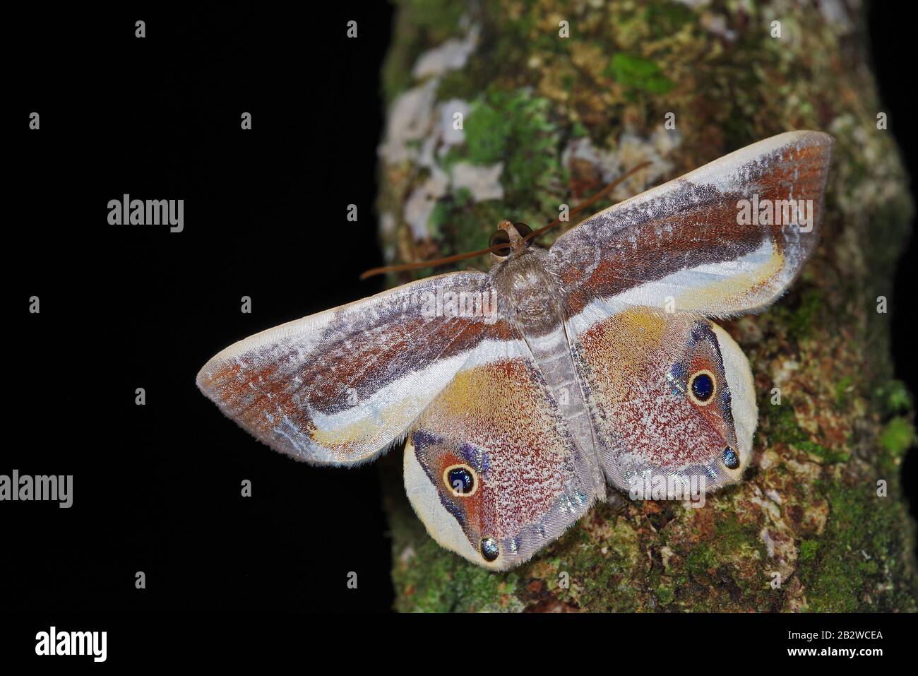 Opisthoxia bella (Geometridae), una polilla de Costa Rica Foto de stock