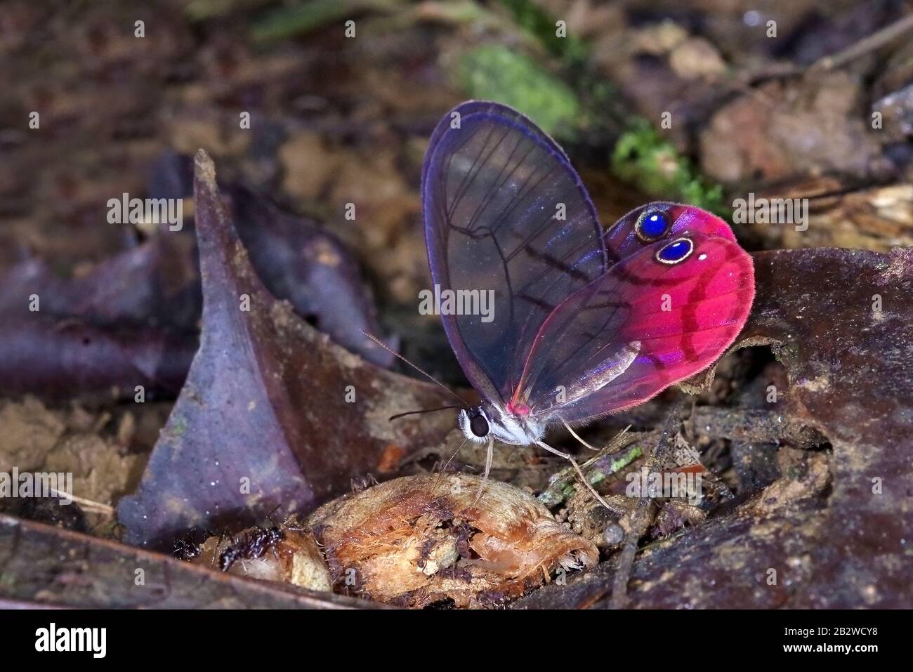 El fantasma de sonrojarse (Cithaerias pireta), Nymphalidae Satyrinae, de Costa Rica Foto de stock