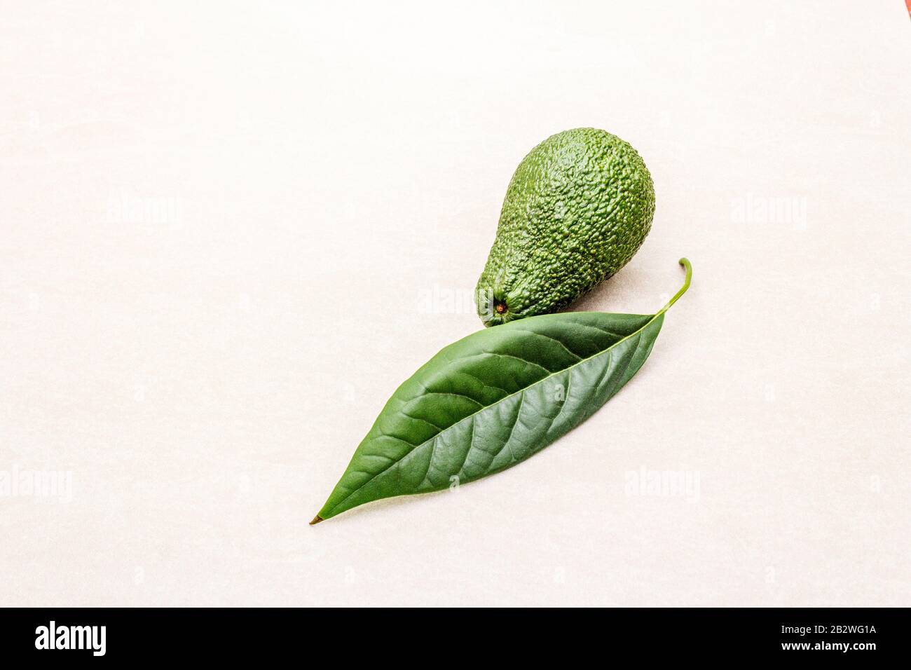 Hoja de aguacate y aguacate. Cocinar fondo. En la superficie de la