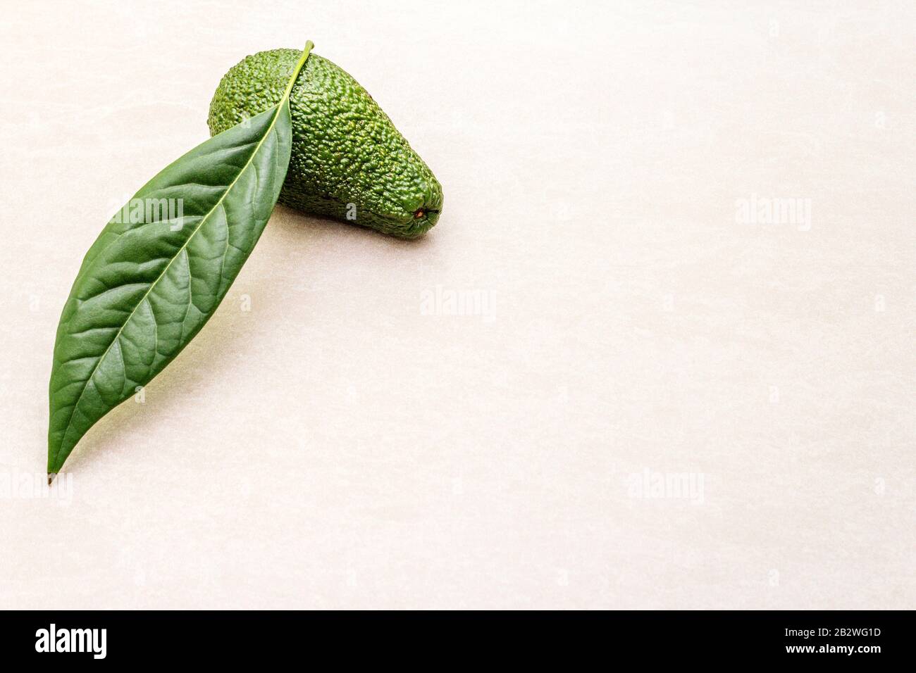 Hoja de aguacate y aguacate. Cocinar fondo. En la superficie de la
