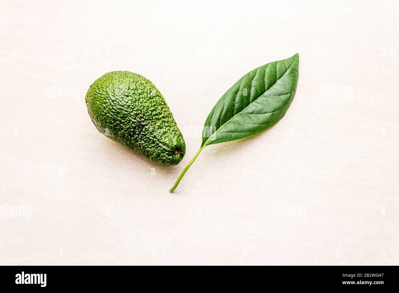 Hoja de aguacate y aguacate. Cocinar fondo. En la superficie de la