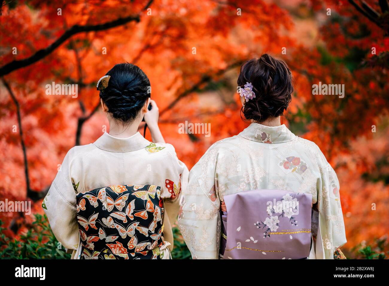 Las mujeres jóvenes que visten el tradicional kimono japonés con coloridos árboles de arce en otoño son famosas en hojas de color otoñal y flores de cerezo en primavera, Ky Foto de stock
