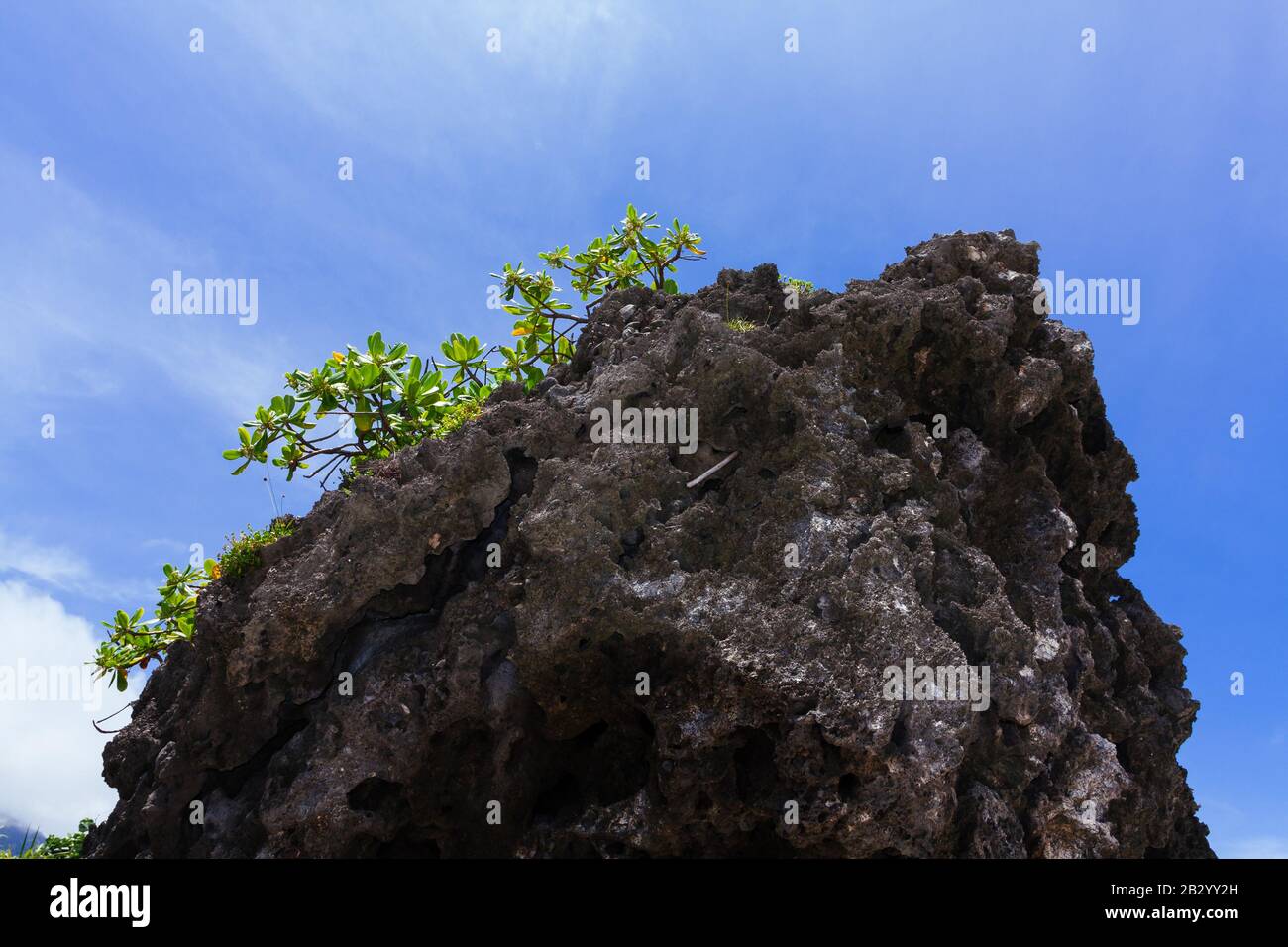Playa de col (Scaevola taccada), también conocida como lechuga de mar, arbusto que crece en suelo volcánico rocoso, Área recreativa de Shitiping, Condado de Hualien, Taiwán Foto de stock