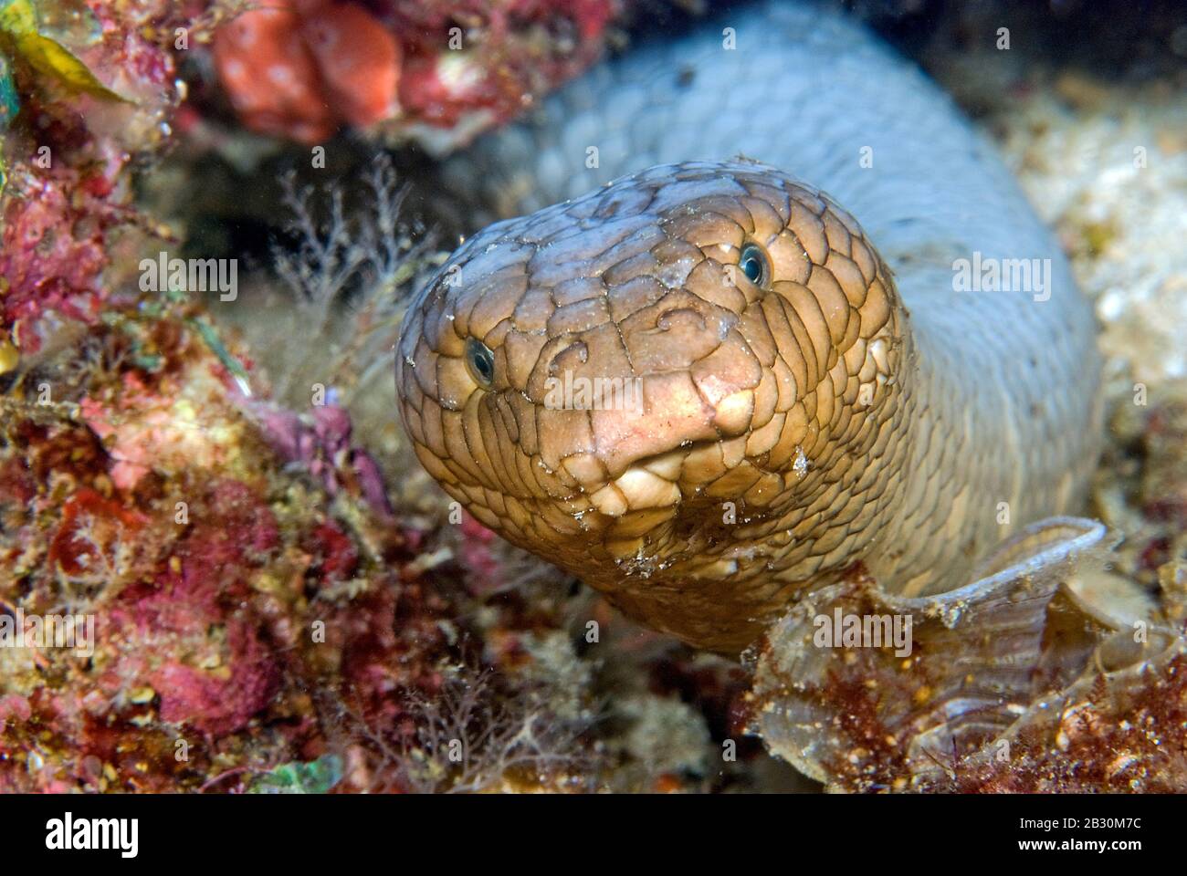 Serpiente de mar de oliva o serpiente de mar de oro (Aipysurus laevis), extremadamente venenosa, Papúa Nueva Guinea Foto de stock