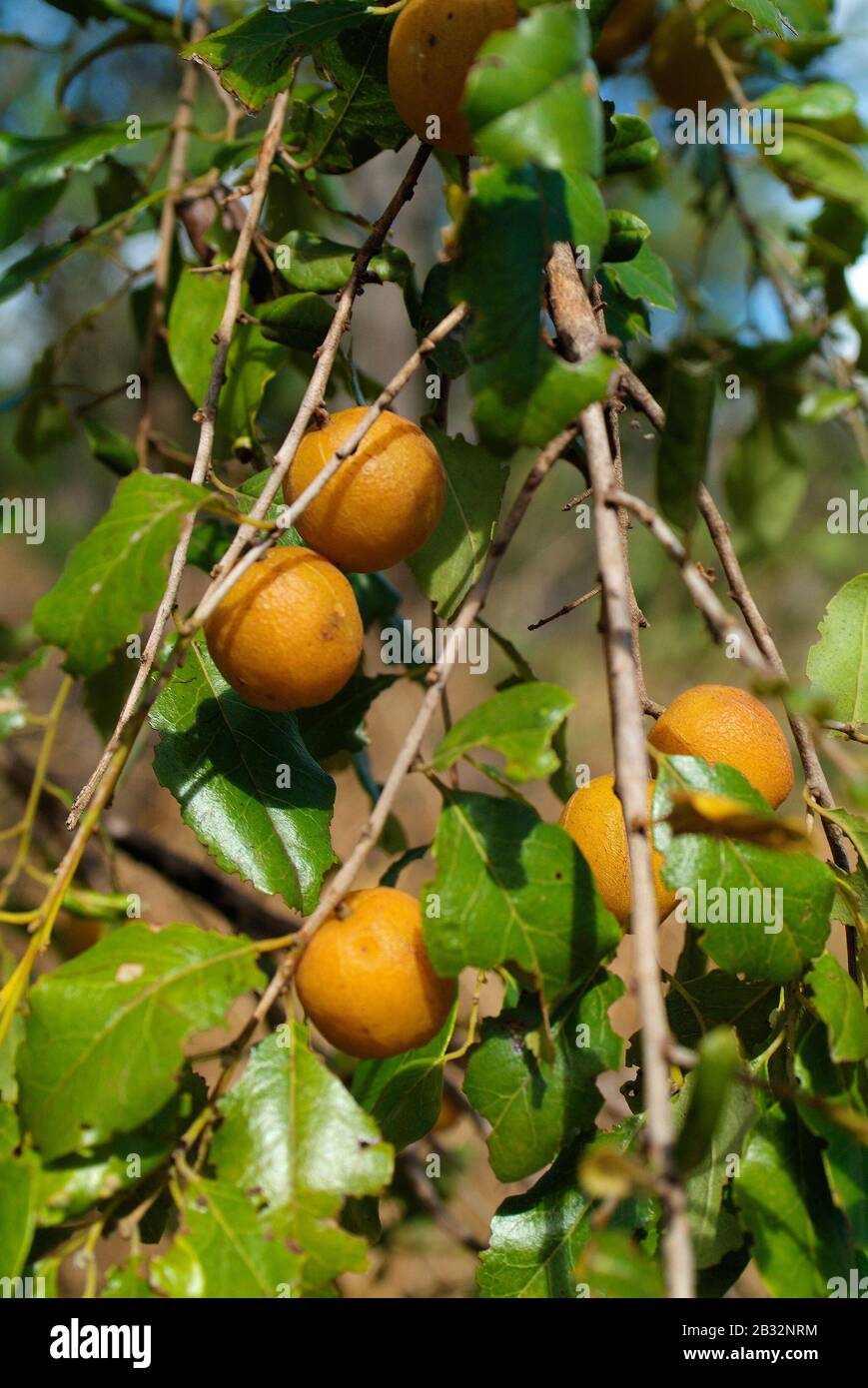 Quinina del bosque Fotos e Imágenes de stock Alamy