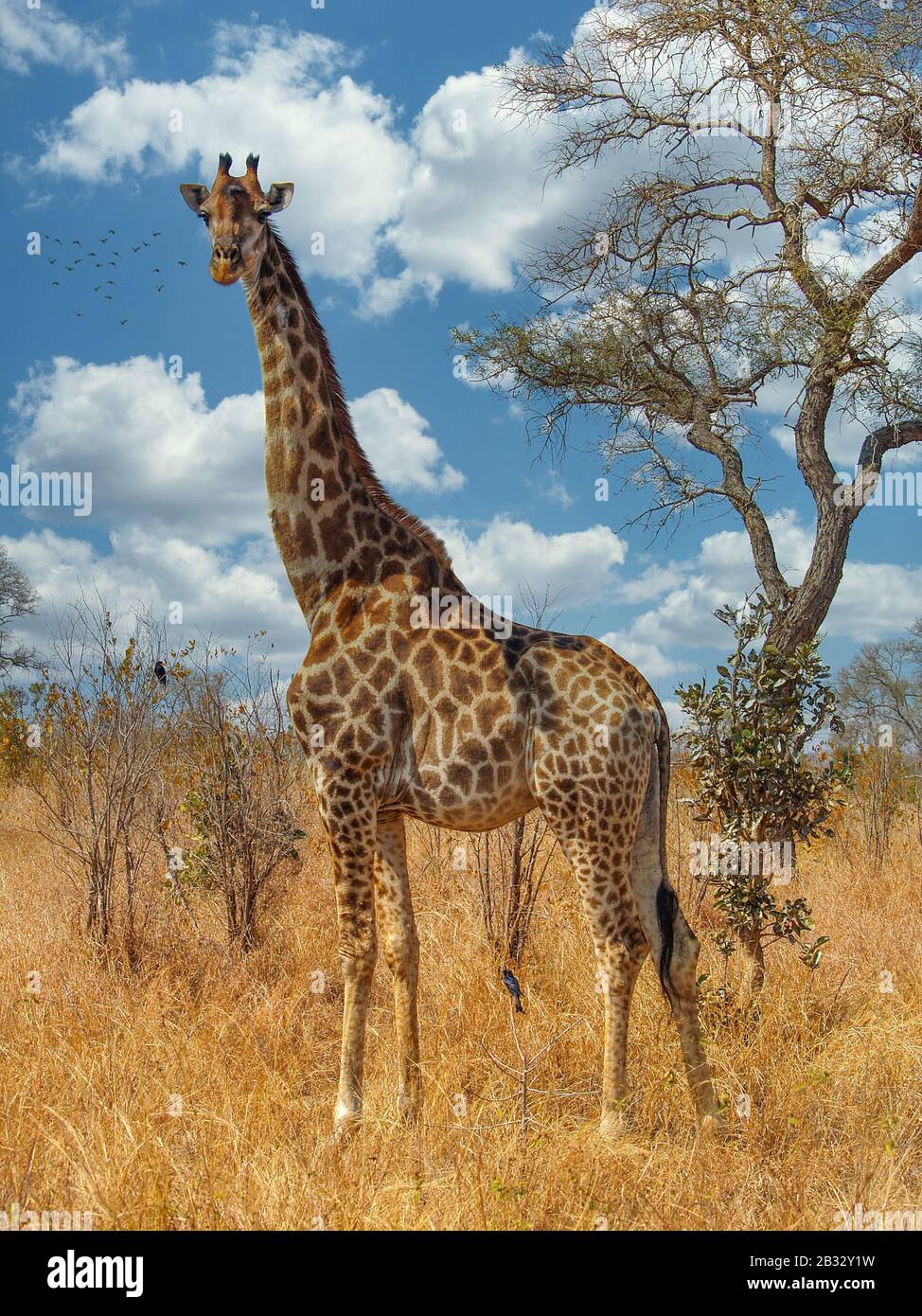 Jirafa Al Atardecer En El Parque Nacional Kruger, Sudáfrica Foto de stock