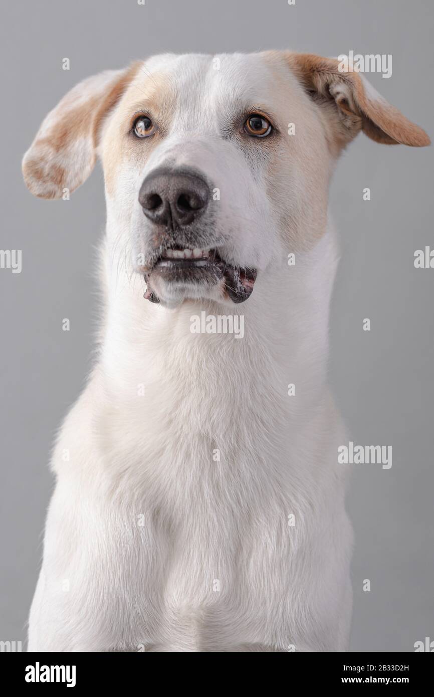 Retrato de un perro blanco sobre fondo gris Foto de stock