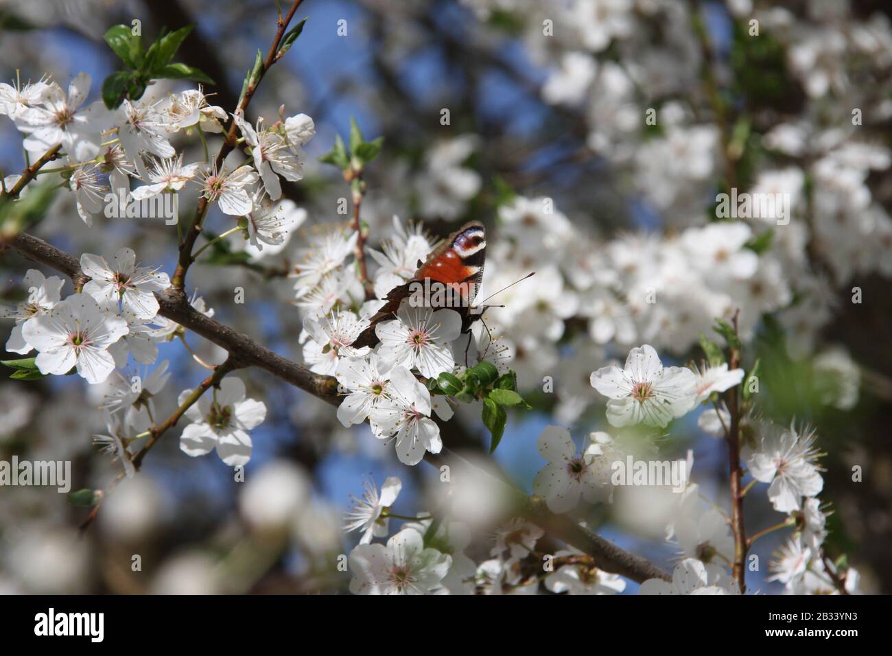 Mariposa europea de pavo real en flores blancas de Sour Cherry Tree Prunus Cerasus hacia el cielo azul en la temporada de primavera, Tagpfauenauge, Nymphalis aglais Foto de stock