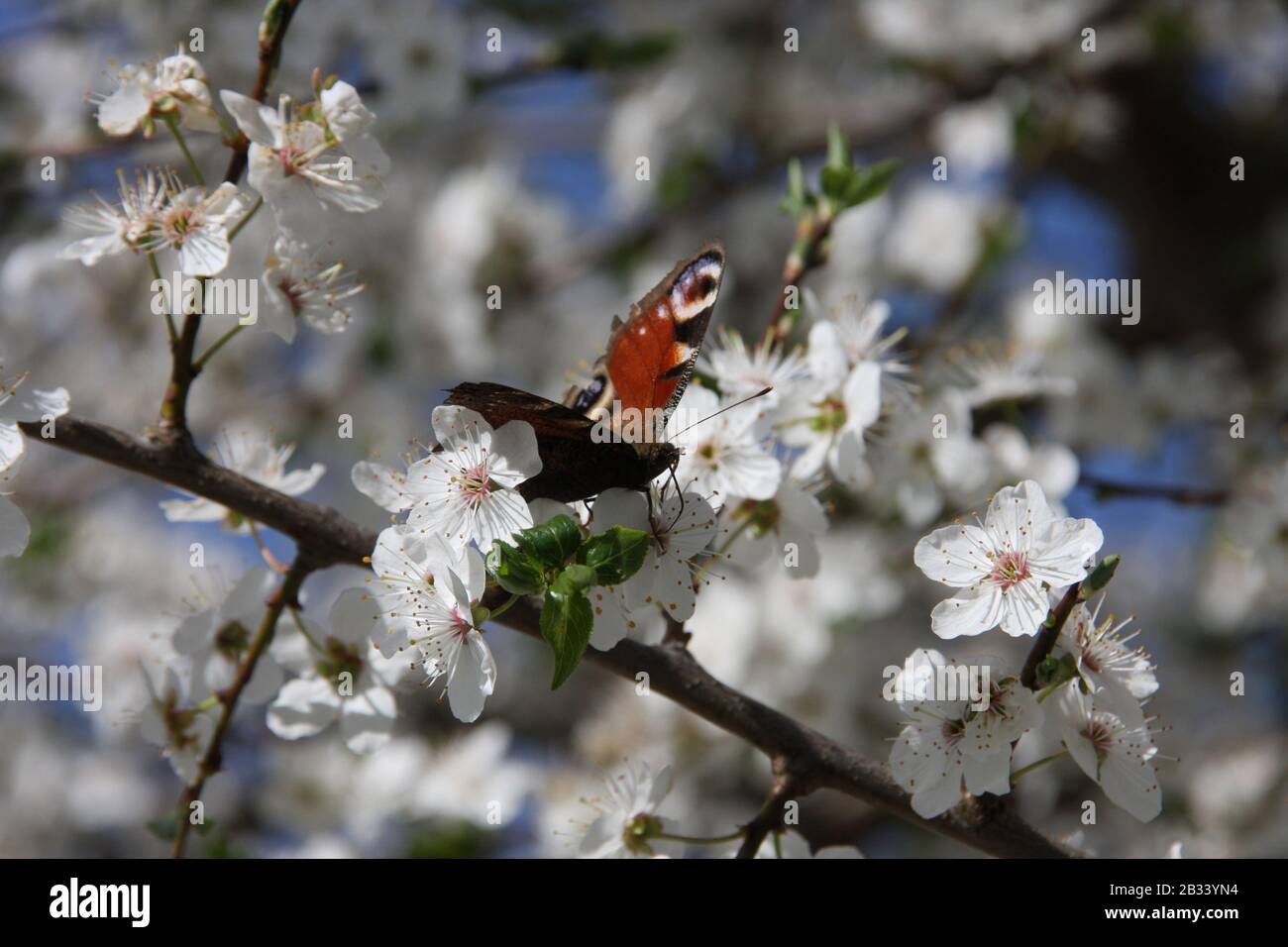 Mariposa europea de pavo real en flores blancas de Sour Cherry Tree Prunus Cerasus hacia el cielo azul en la temporada de primavera, Tagpfauenauge, Nymphalis aglais Foto de stock
