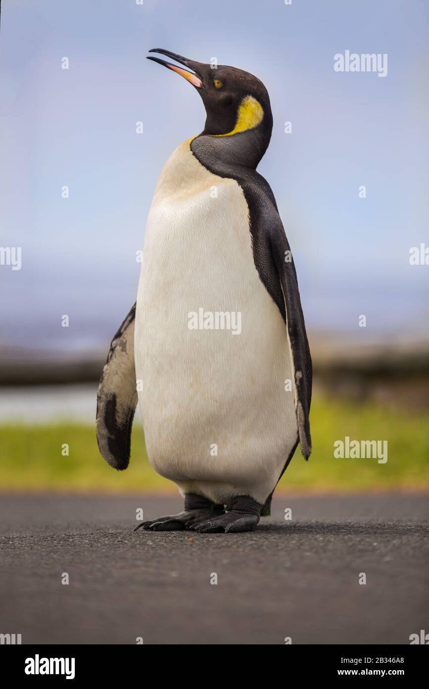 Un Rey Penguin perdido que nadó desde la Antártida hasta Ciudad del Cabo, Sudáfrica para mudar. Foto de stock