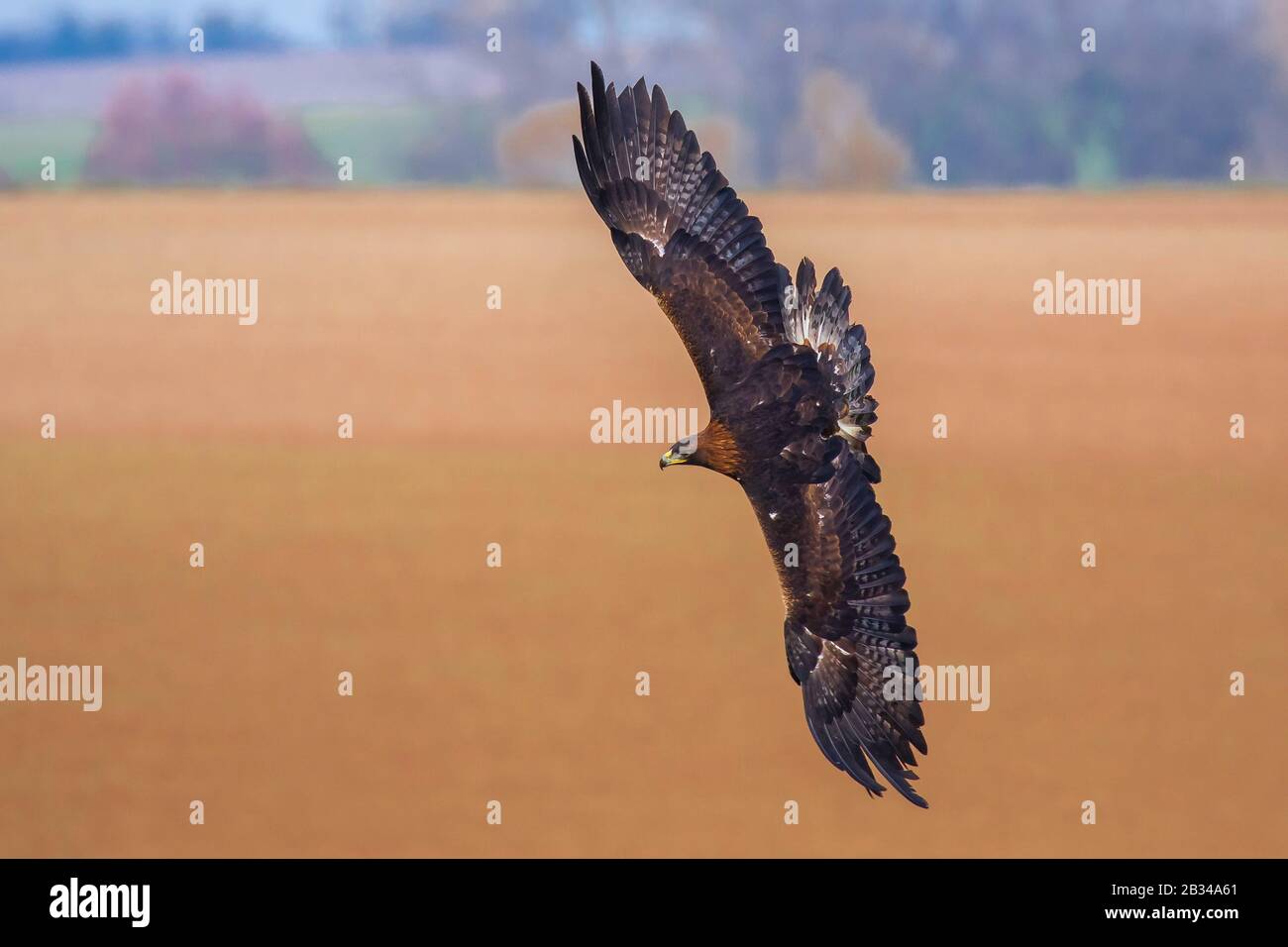Vista de águila fotografías e imágenes de alta resolución - Alamy