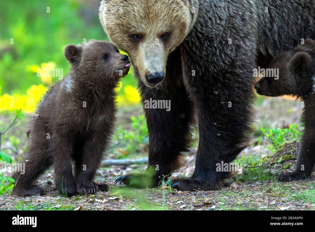 Oso pardo europeo (Ursus arctos arctos), oso cub alisado con oso madre, Finlandia, Karelia, Suomussalmi Foto de stock