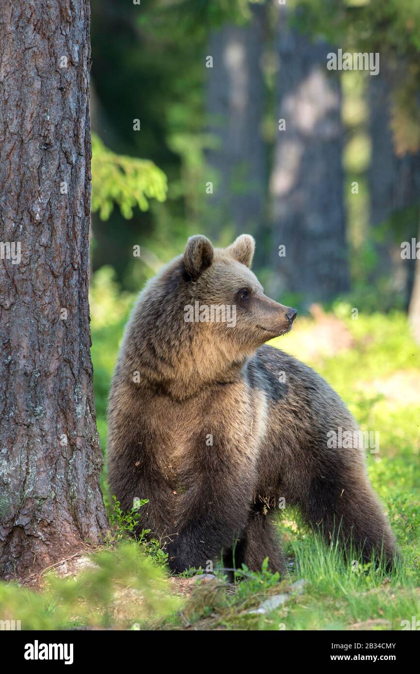 Oso pardo europeo (Ursus arctos arctos), oso pardo joven en un bosque, Finlandia, Karelia, Suomussalmi Foto de stock