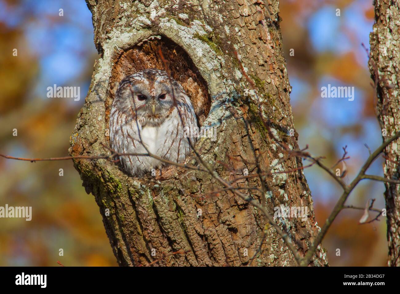Búho tawny eurasiático (Strix aluco), persiguiendo en un agujero de árbol a la luz del día, vista frontal, Alemania, Baviera, Niederbayern, Baja Baviera Foto de stock