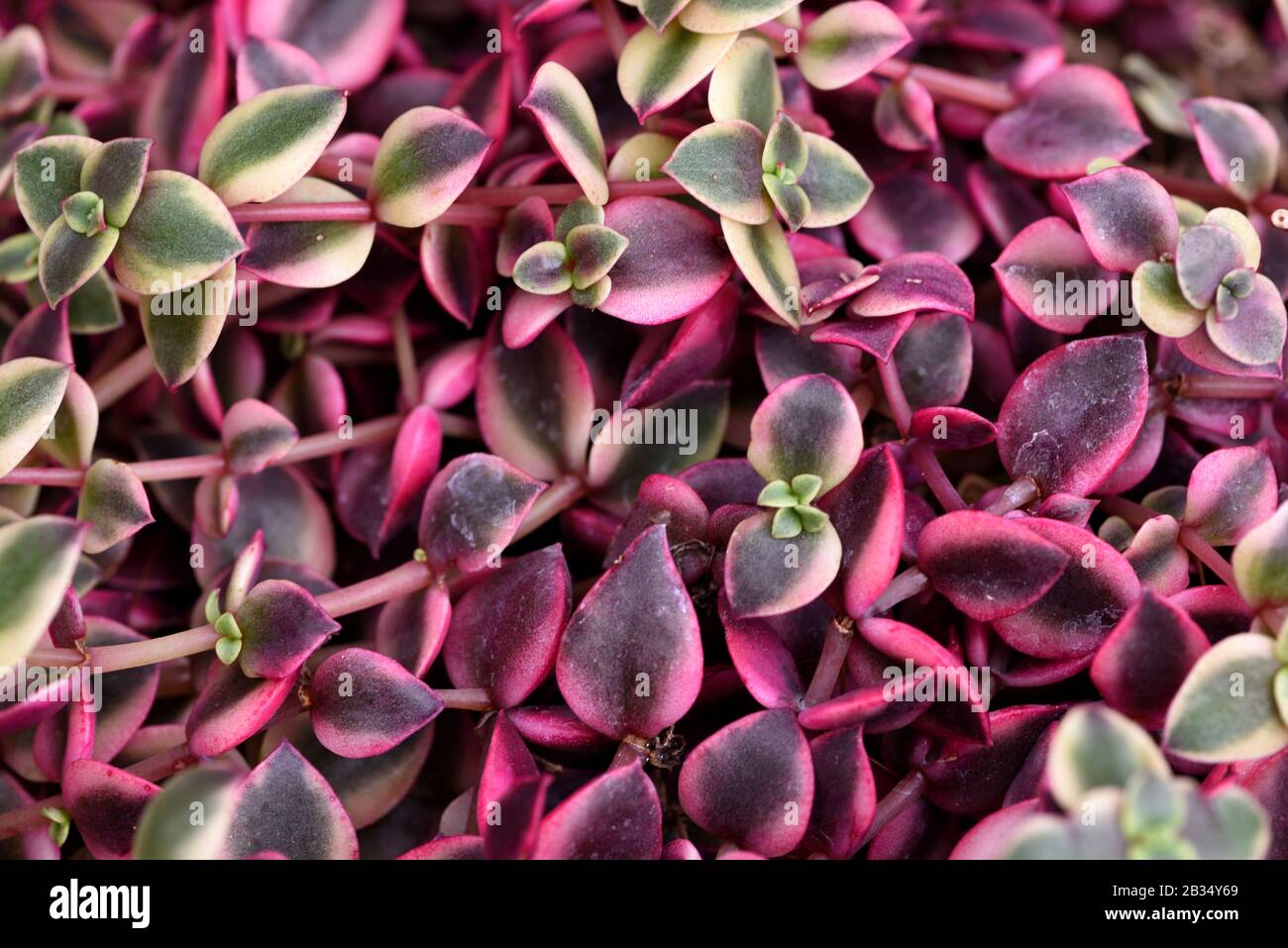 Las hojas púrpura en cascada de Crassula pellucida rubra. Foto de stock