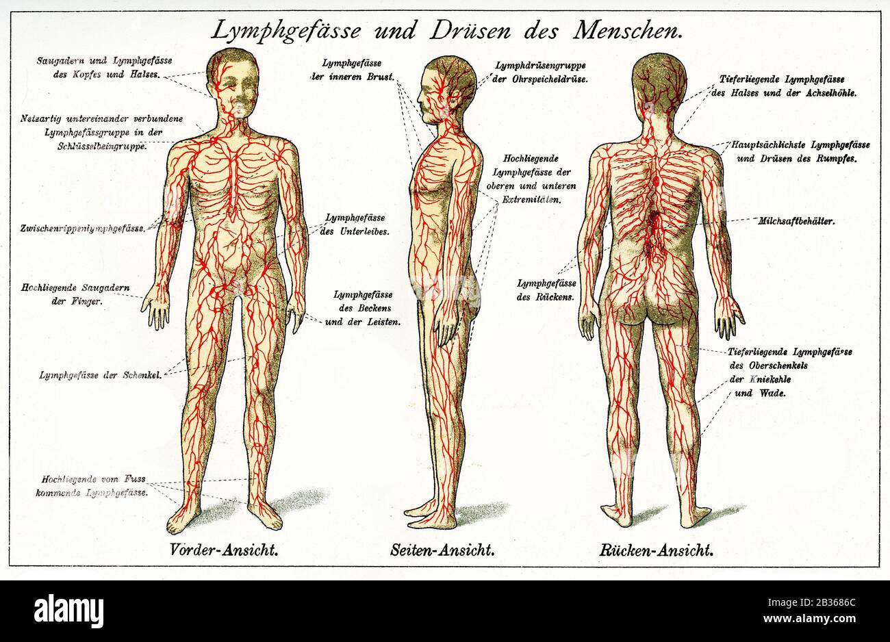 Salud y medicina: Tabla de colores de vasos linfáticos y glándulas endocrinas con descripciones alemanas Foto de stock
