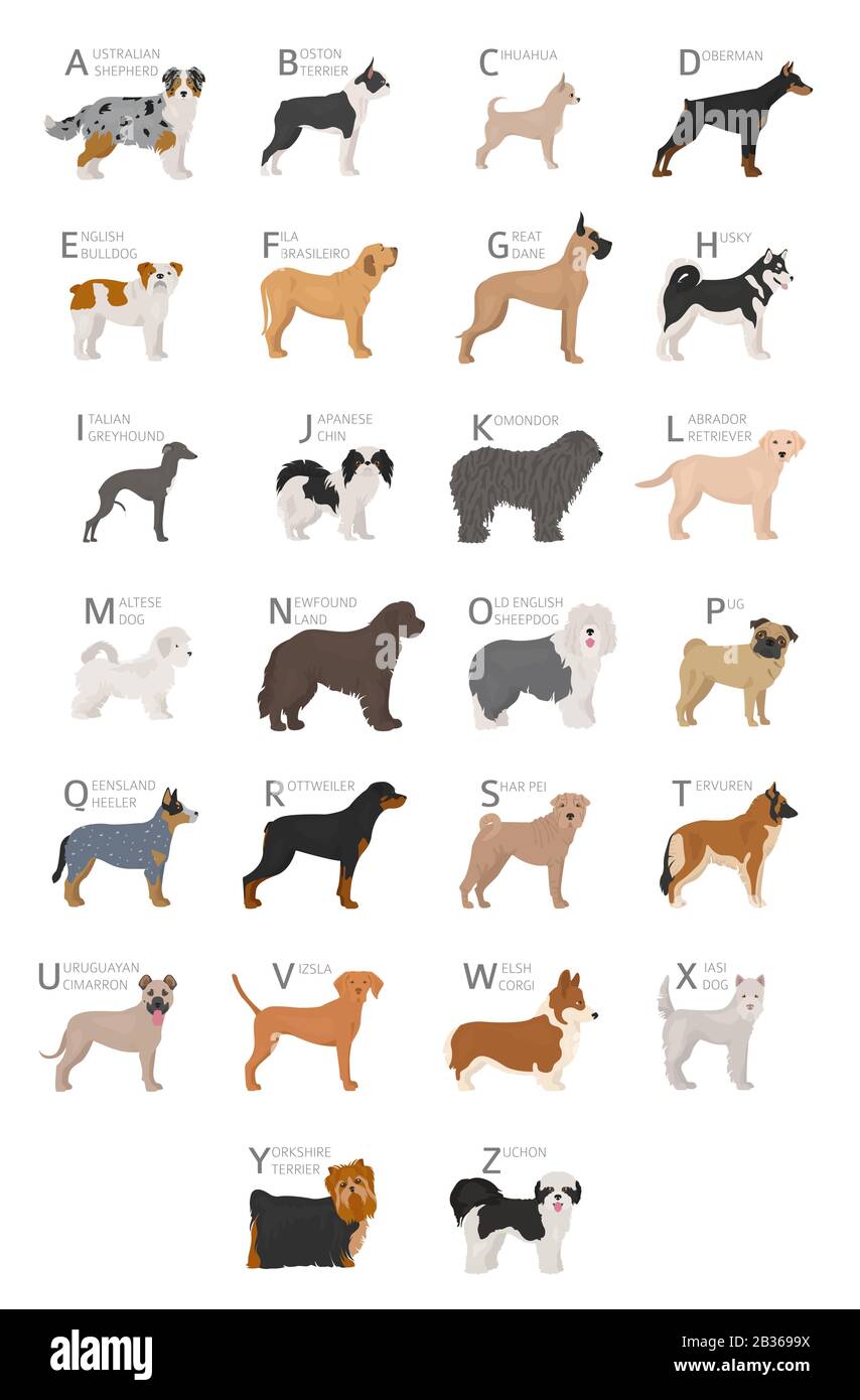 Alfabeto doggish para los amantes de los perros. Letras del alfabeto con  los nombres de las razas de perros. Ilustración vectorial Imagen Vector de  stock - Alamy
