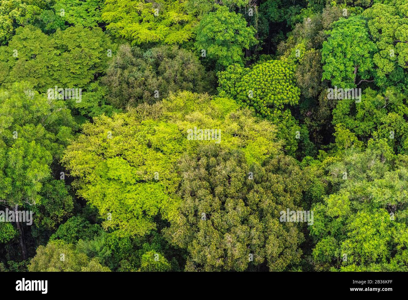 Francia, Guyana Francesa, zona inexplorada en la frontera entre el corazón del Parque Amazónico de la Guyana Francesa y la Reserva Natural Nacional de Trinidad, fin de la estación seca, misión científica multidisciplinaria de inventario Haut Koursibo, vista aérea de la selva amazónica Foto de stock