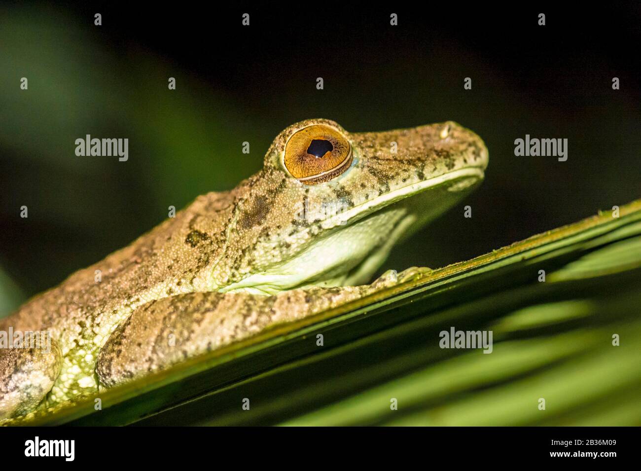 Francia, Guyana Francesa, zona inexplorada en la frontera entre el corazón del Parque Amazónico de la Guyana Francesa y la Reserva Natural Nacional de la Trinidad, fin de la estación seca, misión científica del inventario multidisciplinar del Alto Koursibo, pies de cuervo arco iris (Boana boans) párpado abierto, por la noche Foto de stock