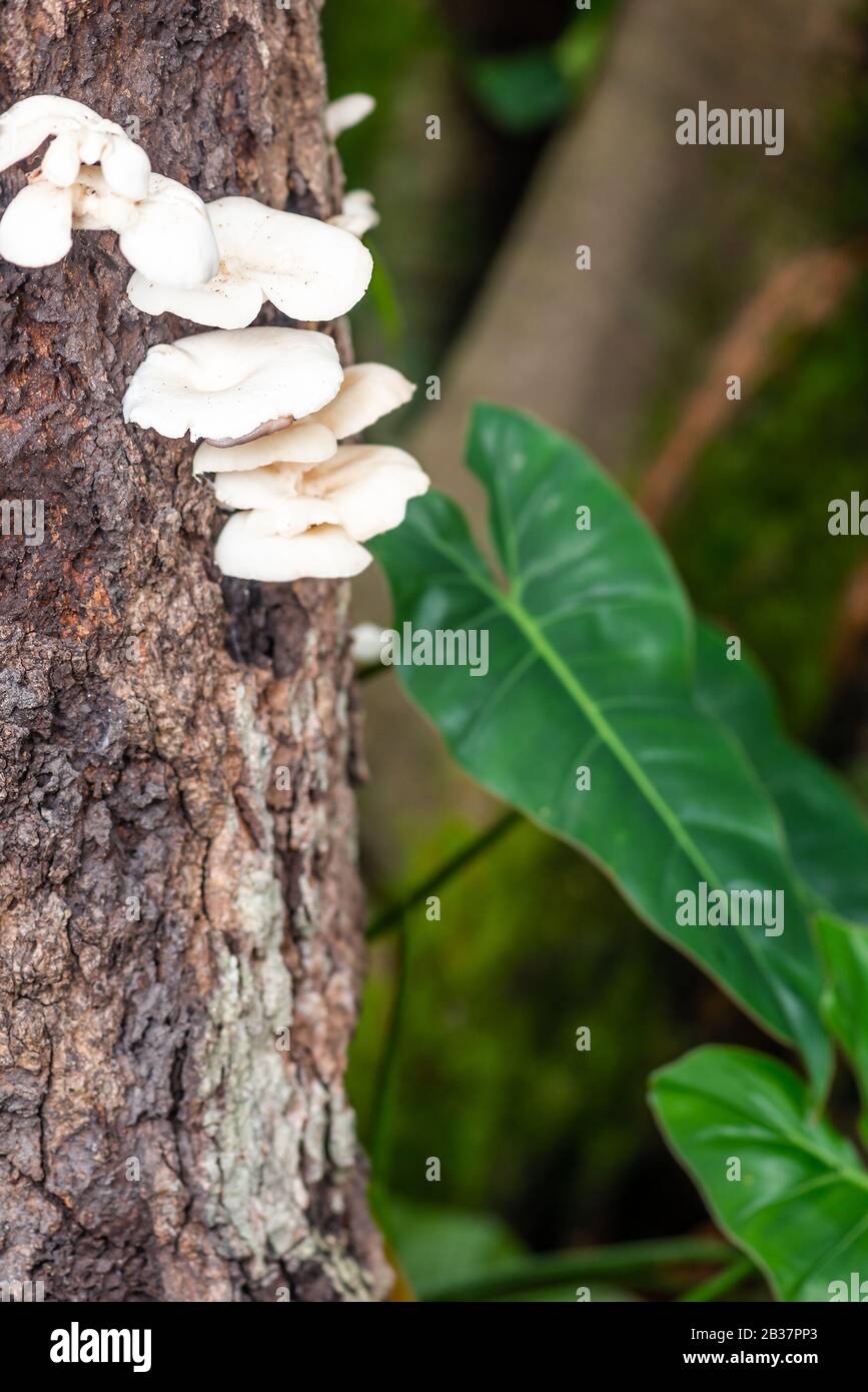 Setas blancas en el Parque de las Maderas de la Corteza del árbol Cleaver Woods en la selva tropical de Trinidad closeup Foto de stock
